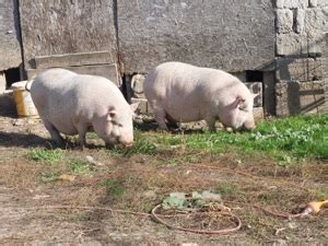 porci de vanzare beius|Porci si purcei de vanzare, diferite rase Beius Bihor